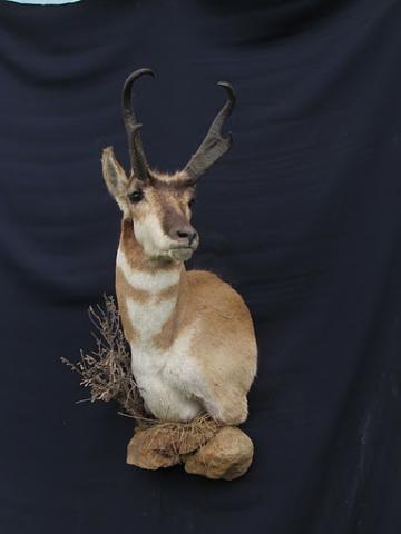 0365-web2011.JPG, Antelope