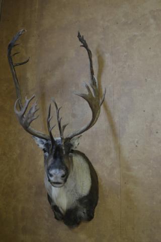 animal-2014-wildlife-O-3.JPG, Caribou