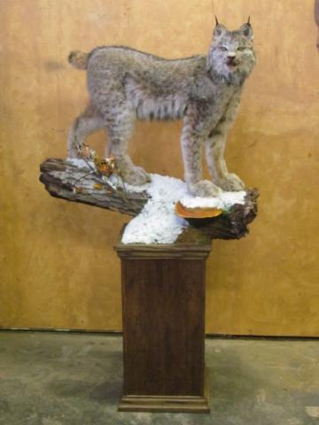 cat-web2011.JPG, Lynx, taxidermy, taxidermist, edmonton, alberta