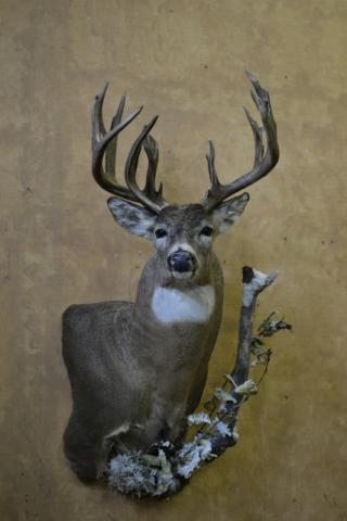 deer-2014-wildlife-O-01.JPG, White Tail Deer