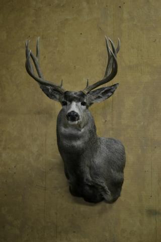 deer-2014-wildlife-O-02.JPG, Mule Deer