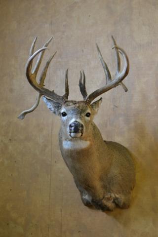 deer-2014-wildlife-O-03.JPG