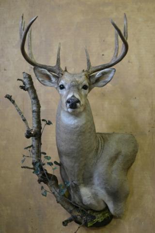 deer-2014-wildlife-O-05.JPG