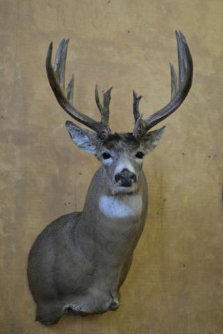 deer-2014-wildlife-O-09.JPG, White Tail Deer