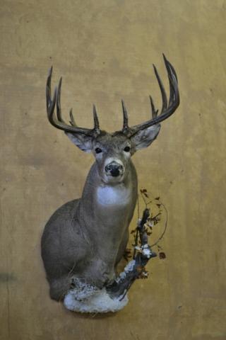 deer11kb.JPG, White Tail Deer